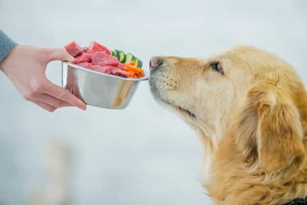 Ποιες ανθρώπινες τροφές μπορούν να φάνε τα σκυλιά;