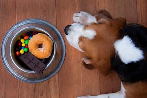 11 ανθρώπινες τροφές που είναι δηλητηριώδεις για τα σκυλιά